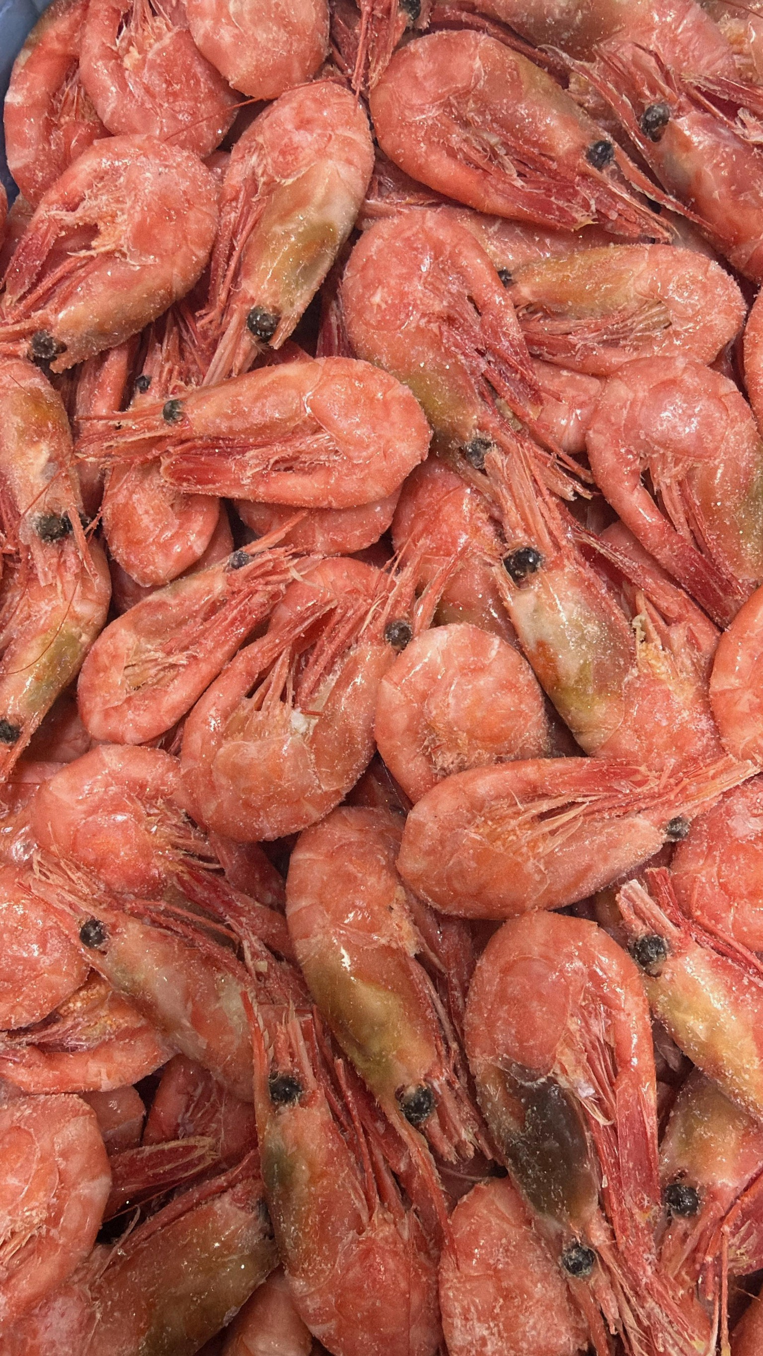 Креветка Северная