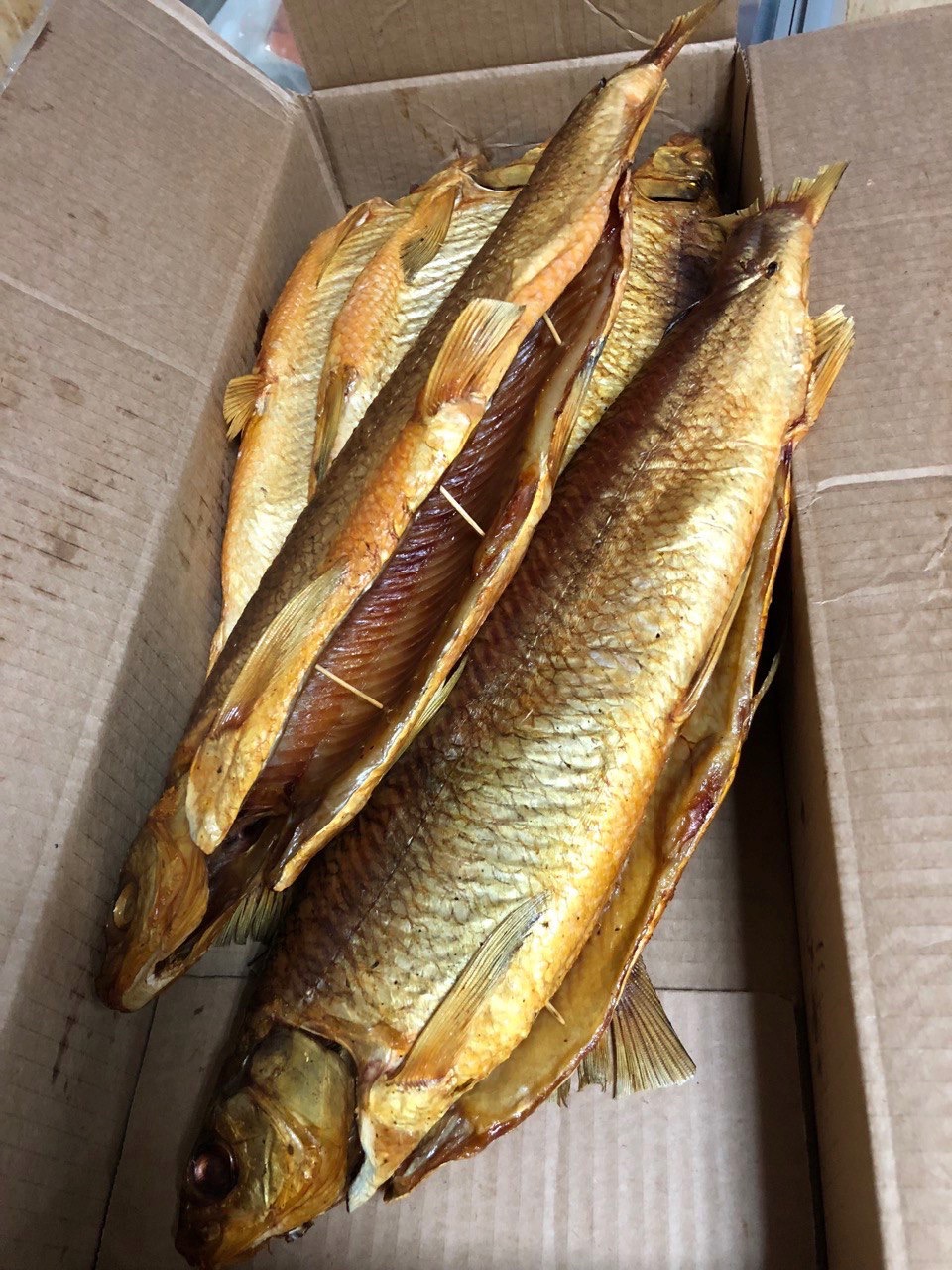 Омуль Енисей